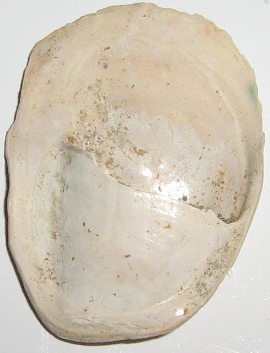 Crepidula unguiformis (Lamarck, 1822)  Pietrafitta  Pliocene